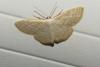Scopula immutata
